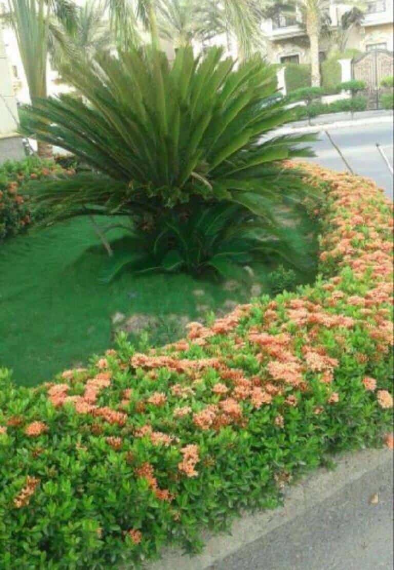 تنسيق الحدائق