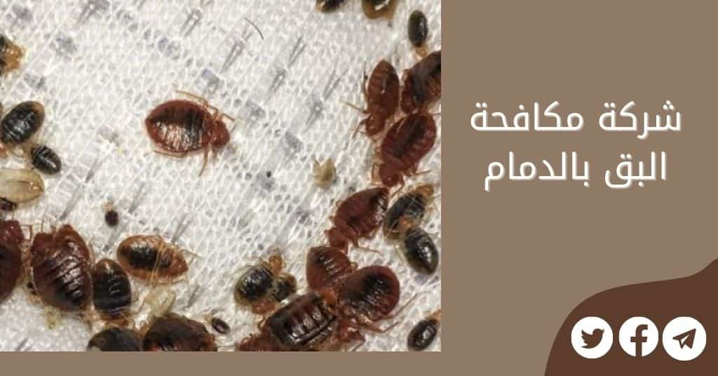 شركة مكافحة البق بالدمام