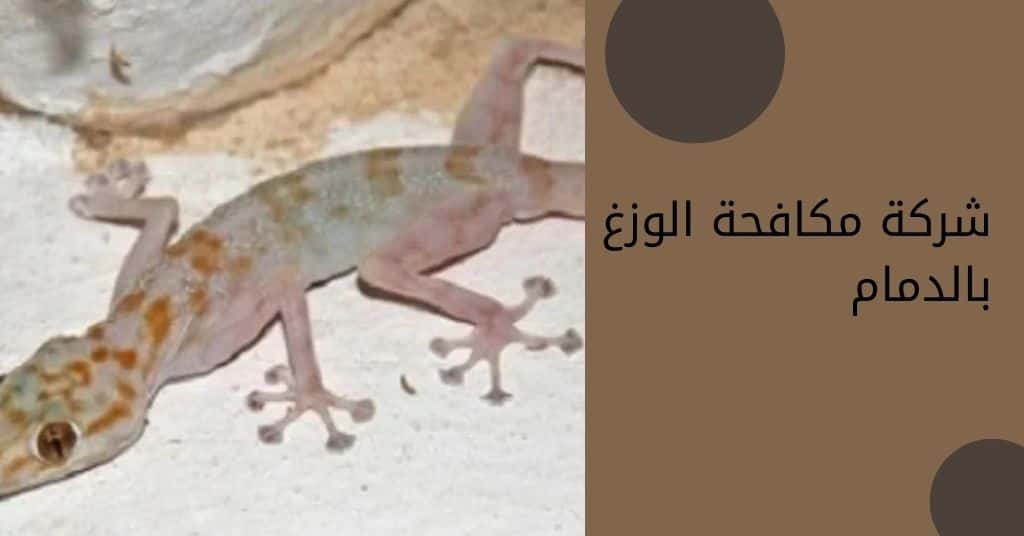 مكافحة الوزغ بالدمام